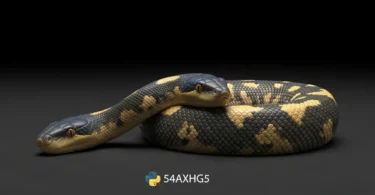 python 54axhg5